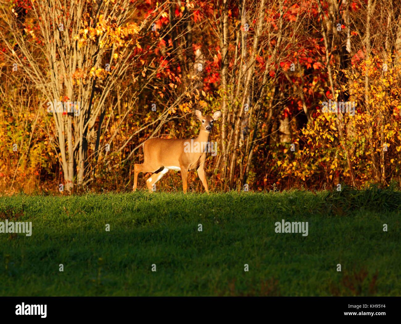 Weißwedelhirsche harmoniert mit den Farben des Herbstes in der Nähe von Sussex, Kings County, New Brunswick, Kanada. Stockfoto