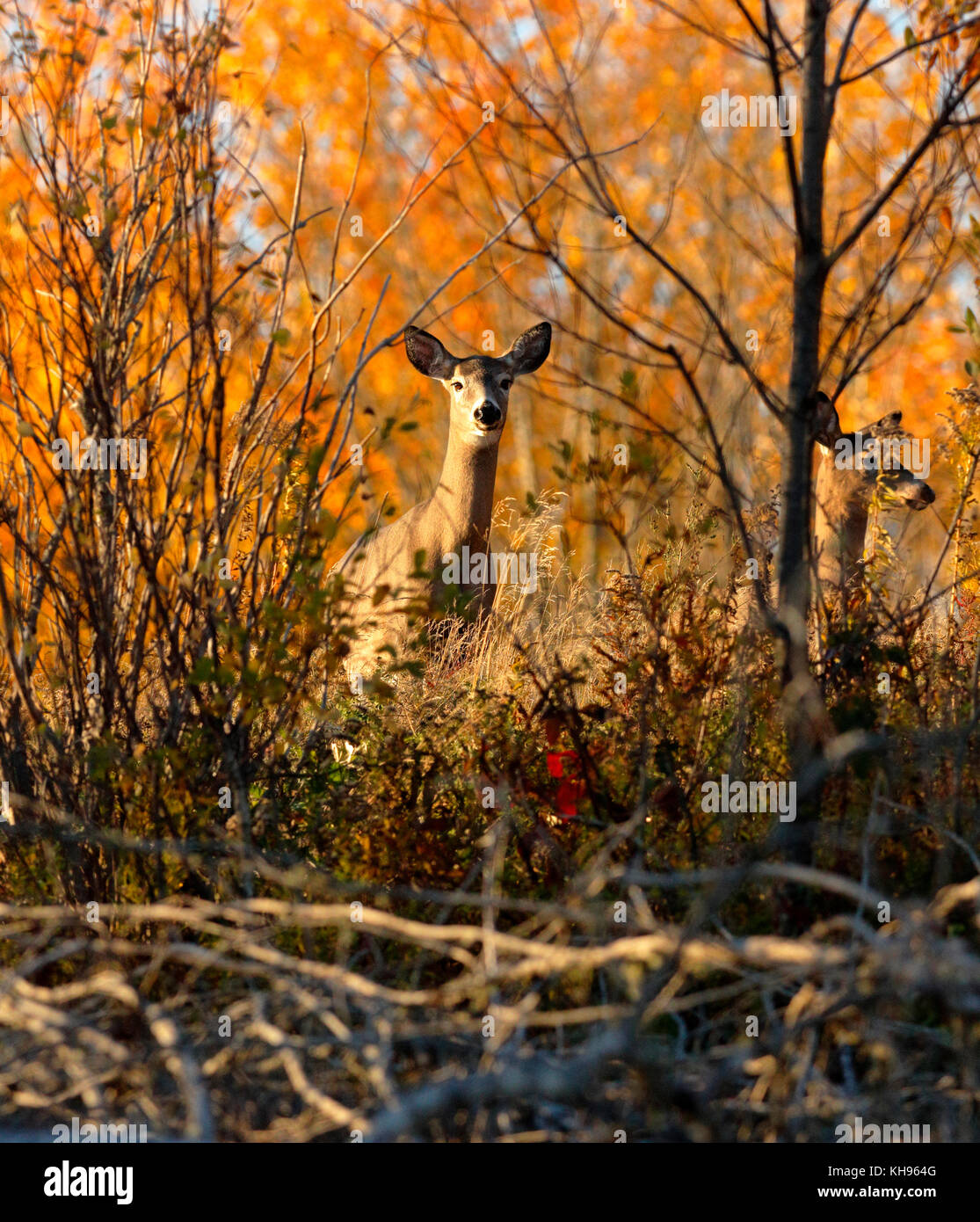 Weißwedelhirsche unter den Bäumen im Herbst in der Nähe von Sussex, Kings County, New Brunswick, Kanada. Stockfoto