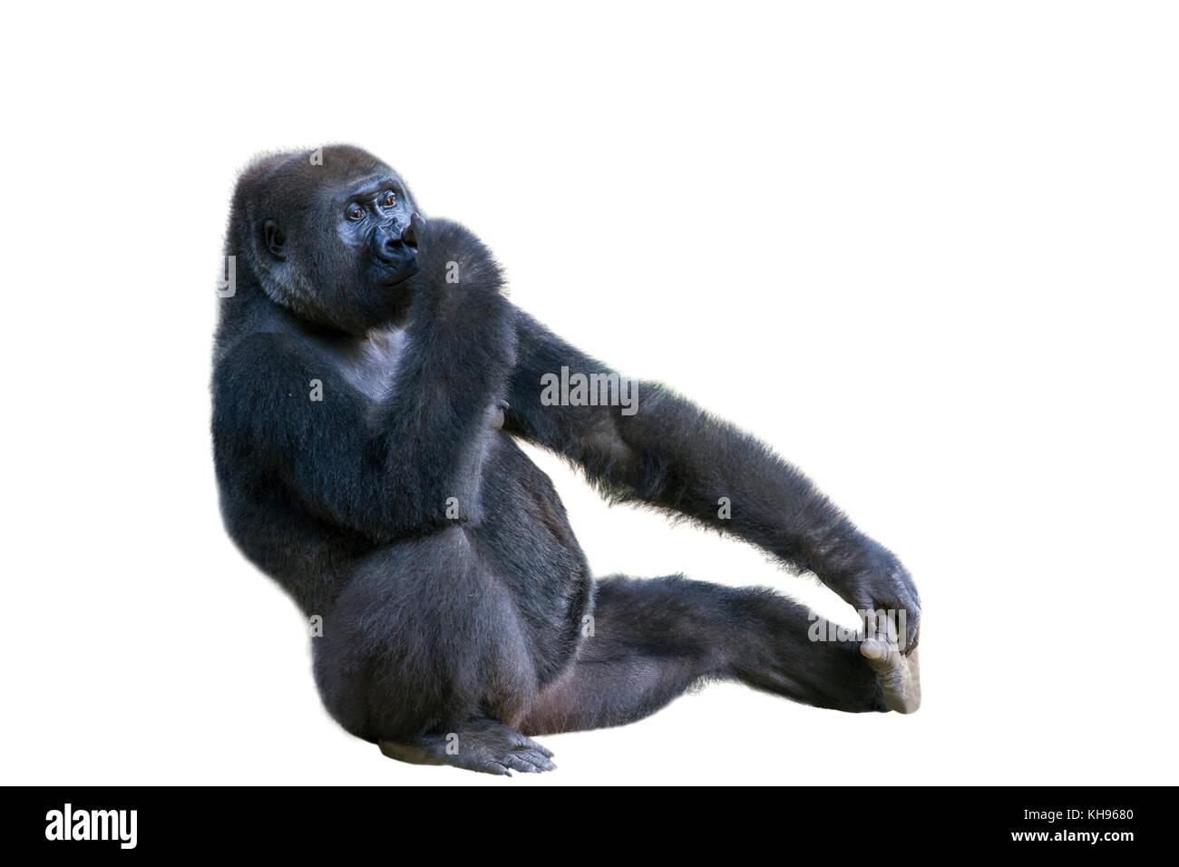 Western Gorilla, auf weißem Hintergrund Stockfoto