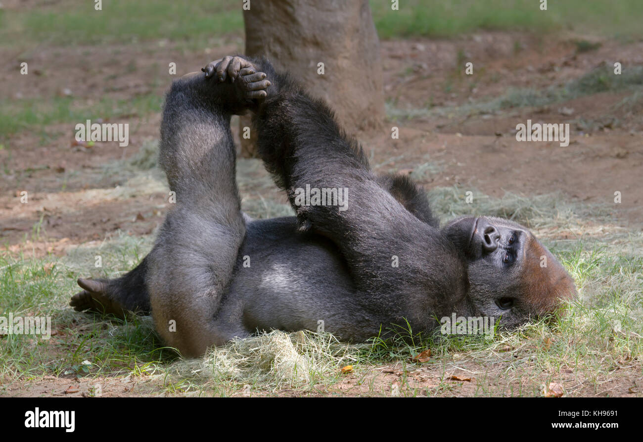 Westliche Tiefland-Gorilla-Fitness im Atanta Zoo. Stockfoto