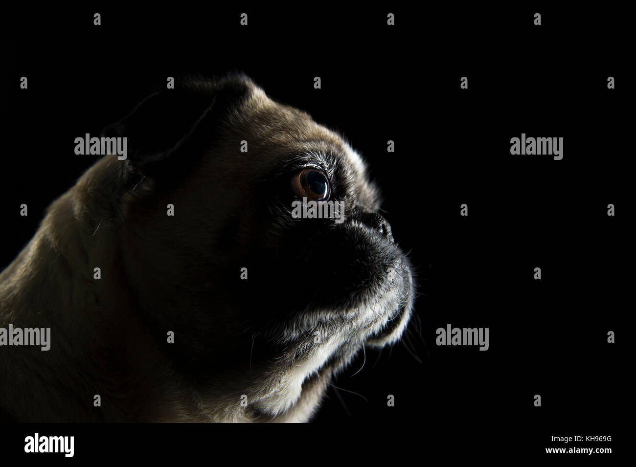 Hund Mops seitliche Portrait vor schwarzem Hintergrund Stockfoto