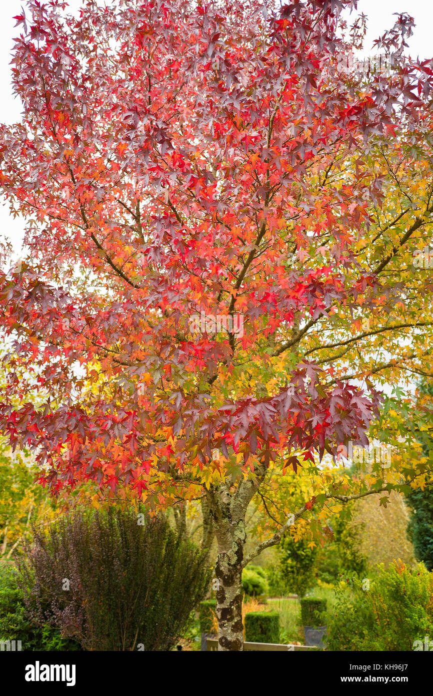 Buntes Laub im Oktober von Liquidamber Lane Roberts im Herbst Stockfoto