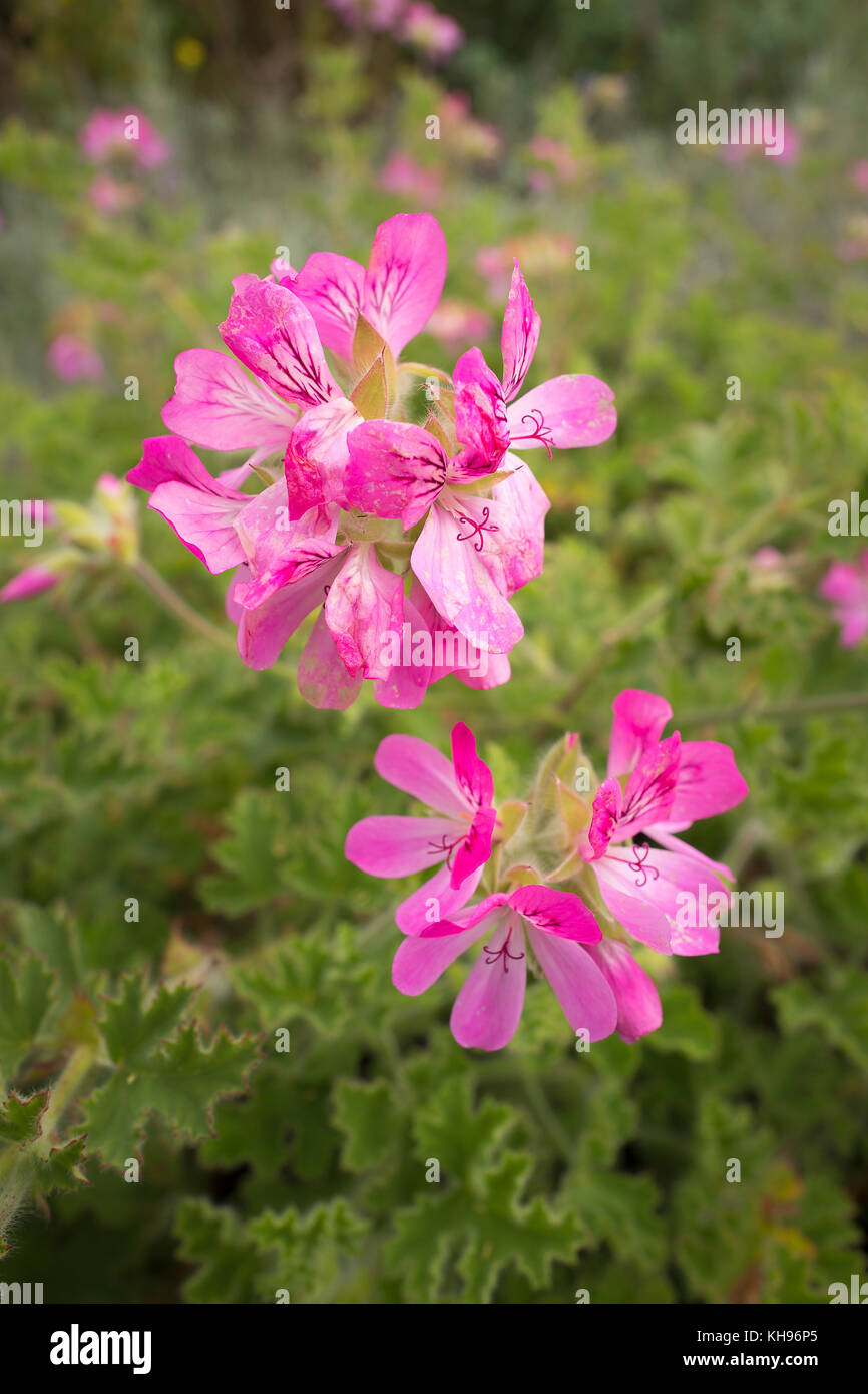 Pelargonium Rosa Steinbock mit duftenden Blätter im Oktober Stockfoto