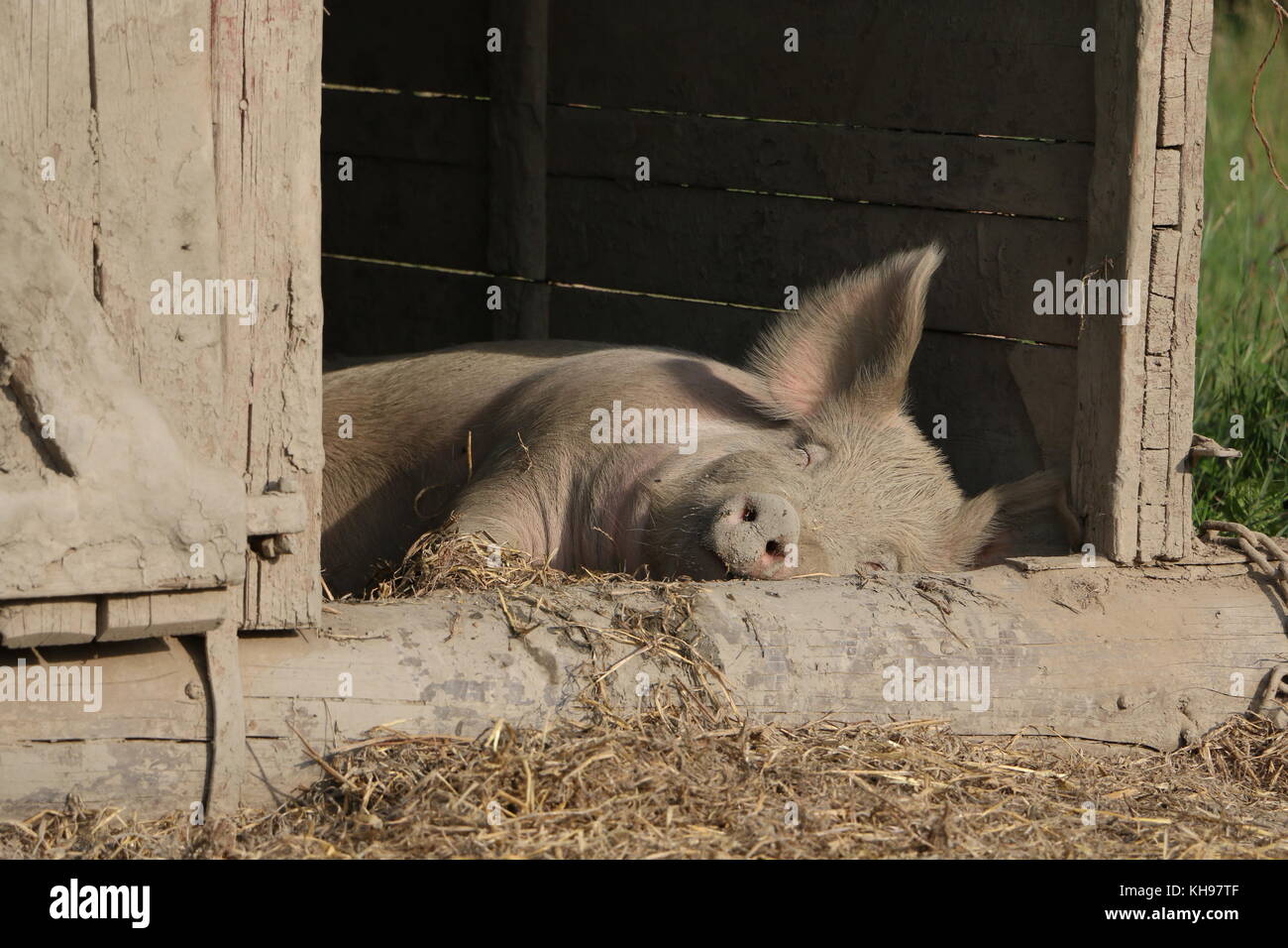 Friedlich napping sow Stockfoto