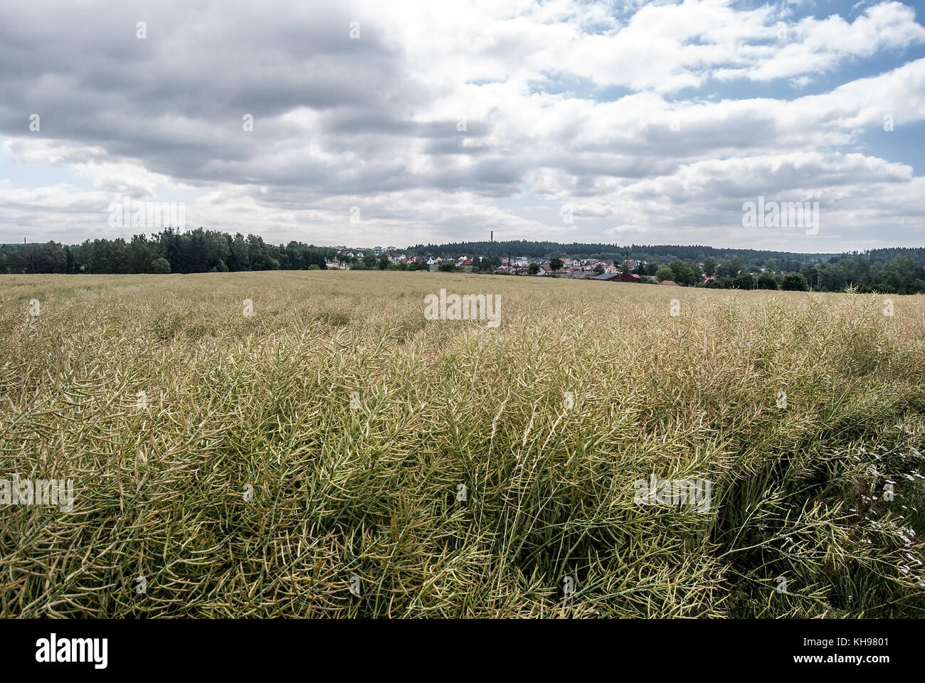 Landschaft mit dem Feld, Dorf und kleine Hügel in der Nähe von Žďár nad Sázavou in der Tschechischen Republik während des schönen Tag mit blauem Himmel und Wolken Stockfoto