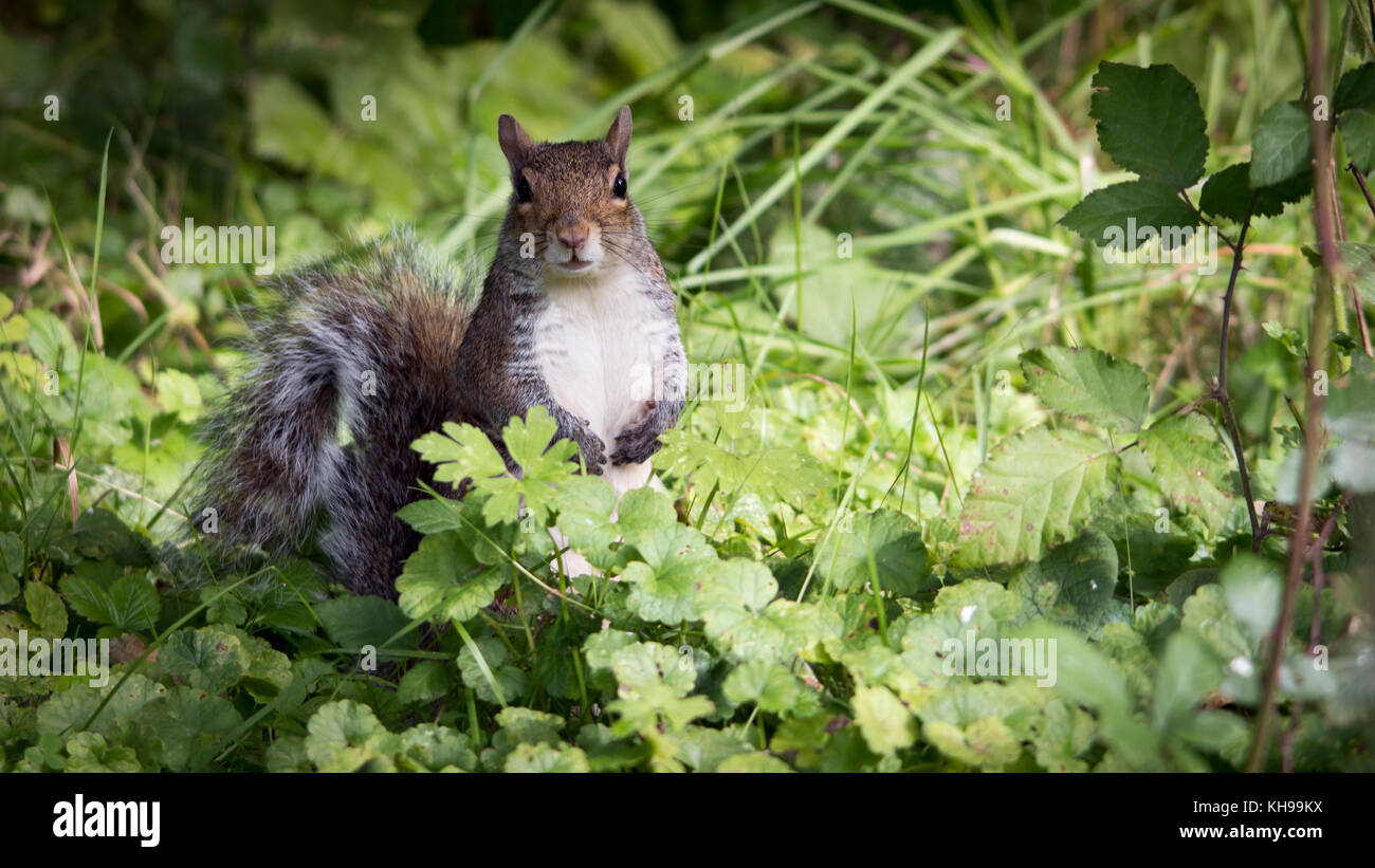 Ein Eichhörnchen auf Nahrungssuche in der lange, buschige Unkraut und Gras von meiner Erscheinung auf dem Fußweg aufgeschreckt. Stockfoto
