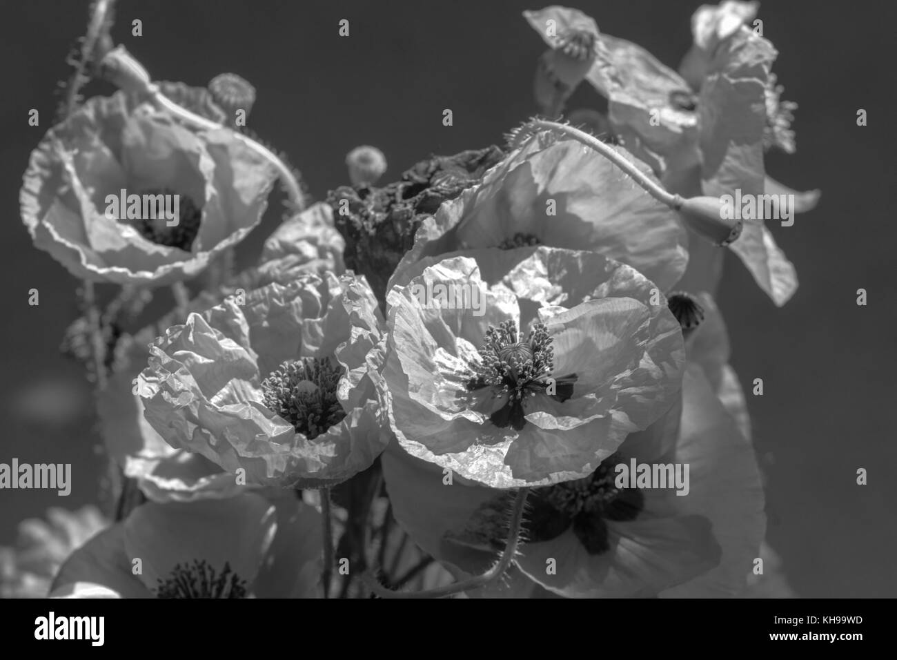 Blumenstrauß aus Mohn. rote Blumen Zeichen der Erinnerung Tag. schwarzen und weißen Hintergrund Foto Stockfoto