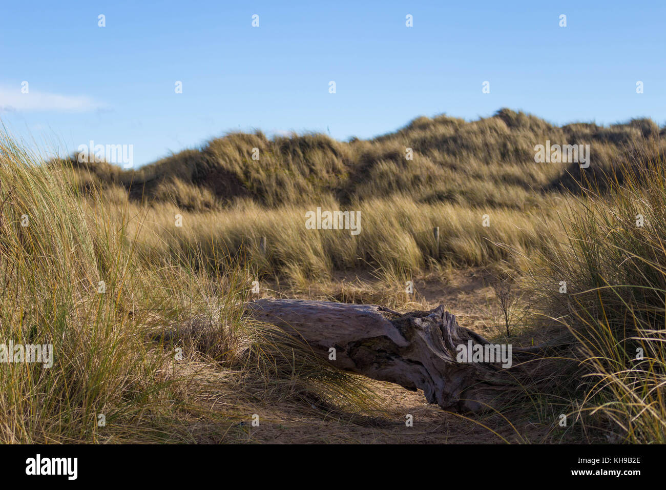 Der Sand Dünen bei talacre Strand im Norden von Wales mit einem alten gefallenen Holz- Baumstamm im Sand entfernt Stockfoto