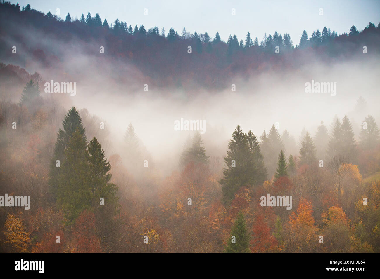 Regen im Herbst bunte Wälder. Wolken Nebel bei regnerischen Tag in Bergen. Kiefer, fichte, eiche, hainbuche, buche wald Stockfoto