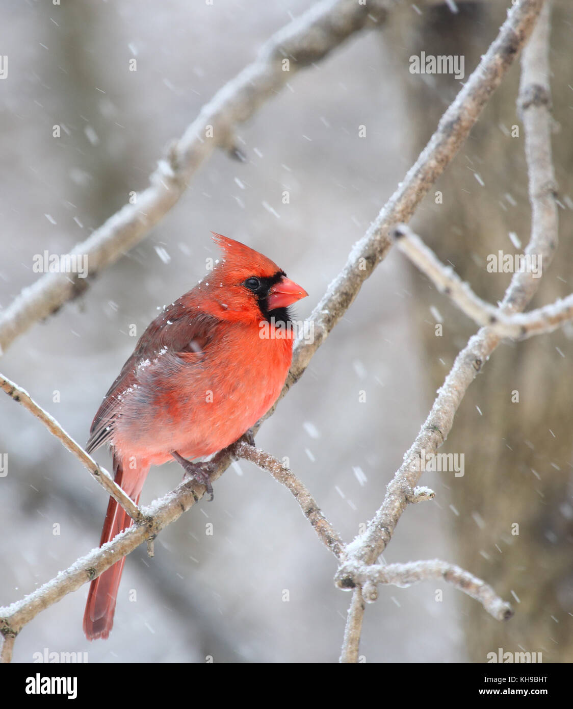 Männliche Northern cardinal, Cardinalis cardinalis thront auf einem Baum mit Schnee Stockfoto