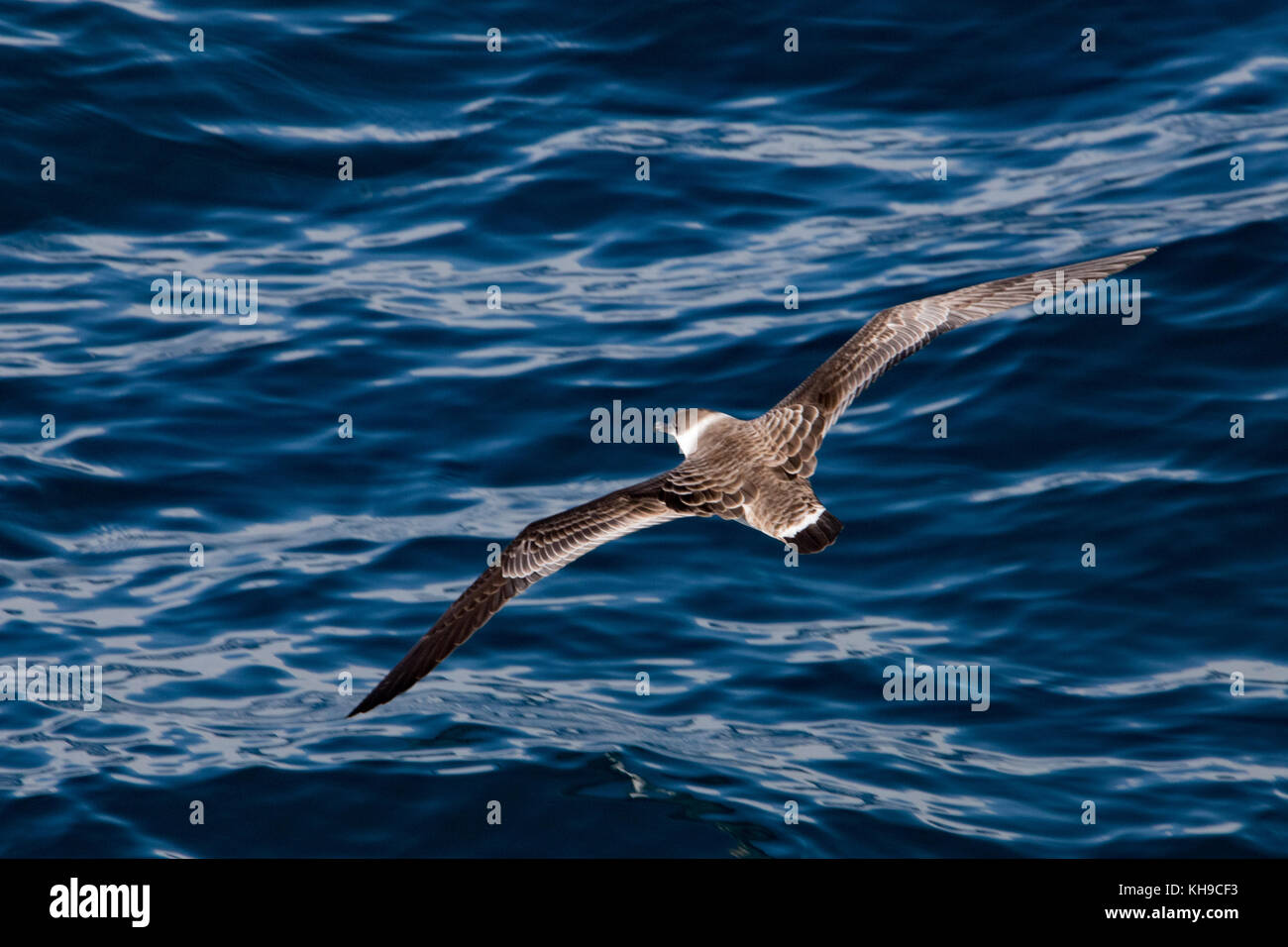 Eine große Shearwater gleitet über die glatte Wasser am Eingang der Magellanstraße aus Argentinien Stockfoto