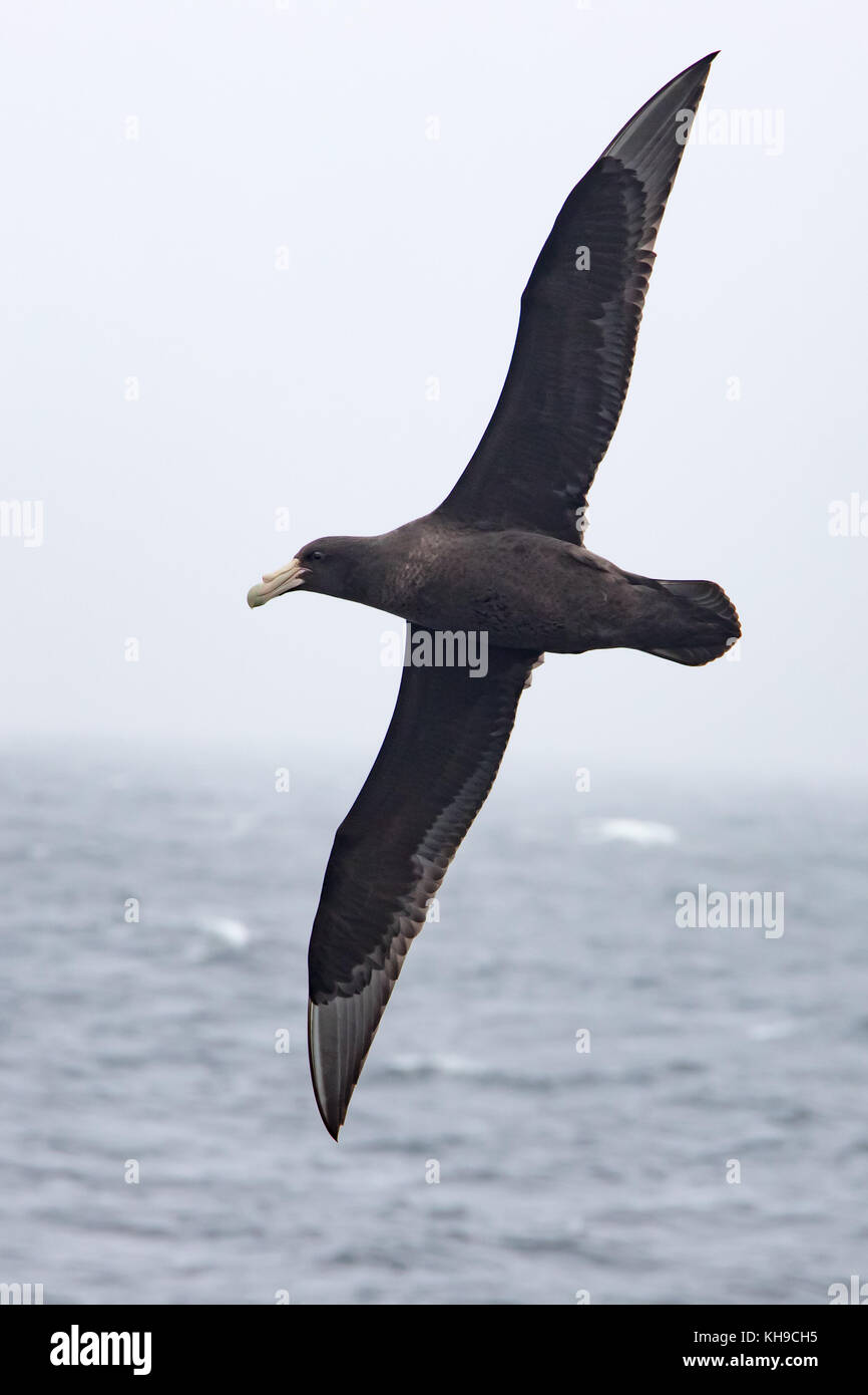 Eine südliche giant Petrel steigt in der stürmischen südlichen Ozean Stockfoto