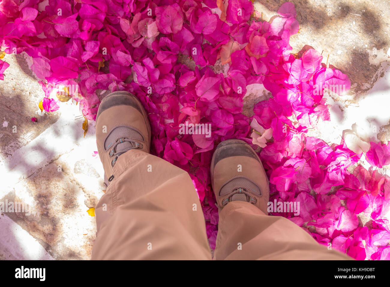 Blick nach unten bei 2 Fuß in einer Masse von leuchtend lila Bougainvillea Blüten, die auf den Boden fiel. Linie der Blütenblätter ist schräg abgewinkelt. Stockfoto