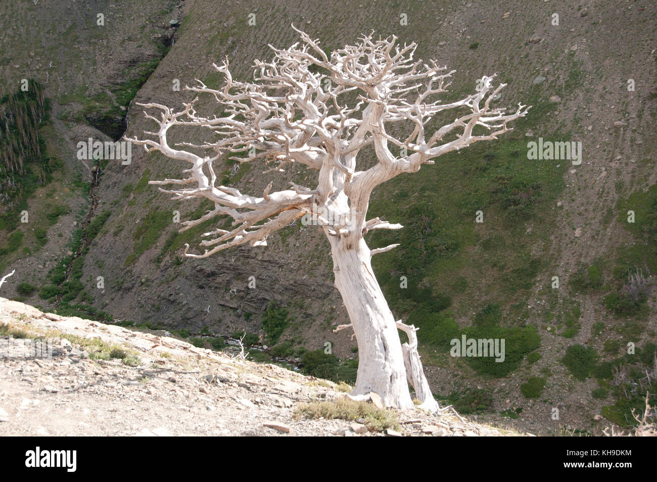 Baum Skelett auf einem Berghang in Montana Stockfoto