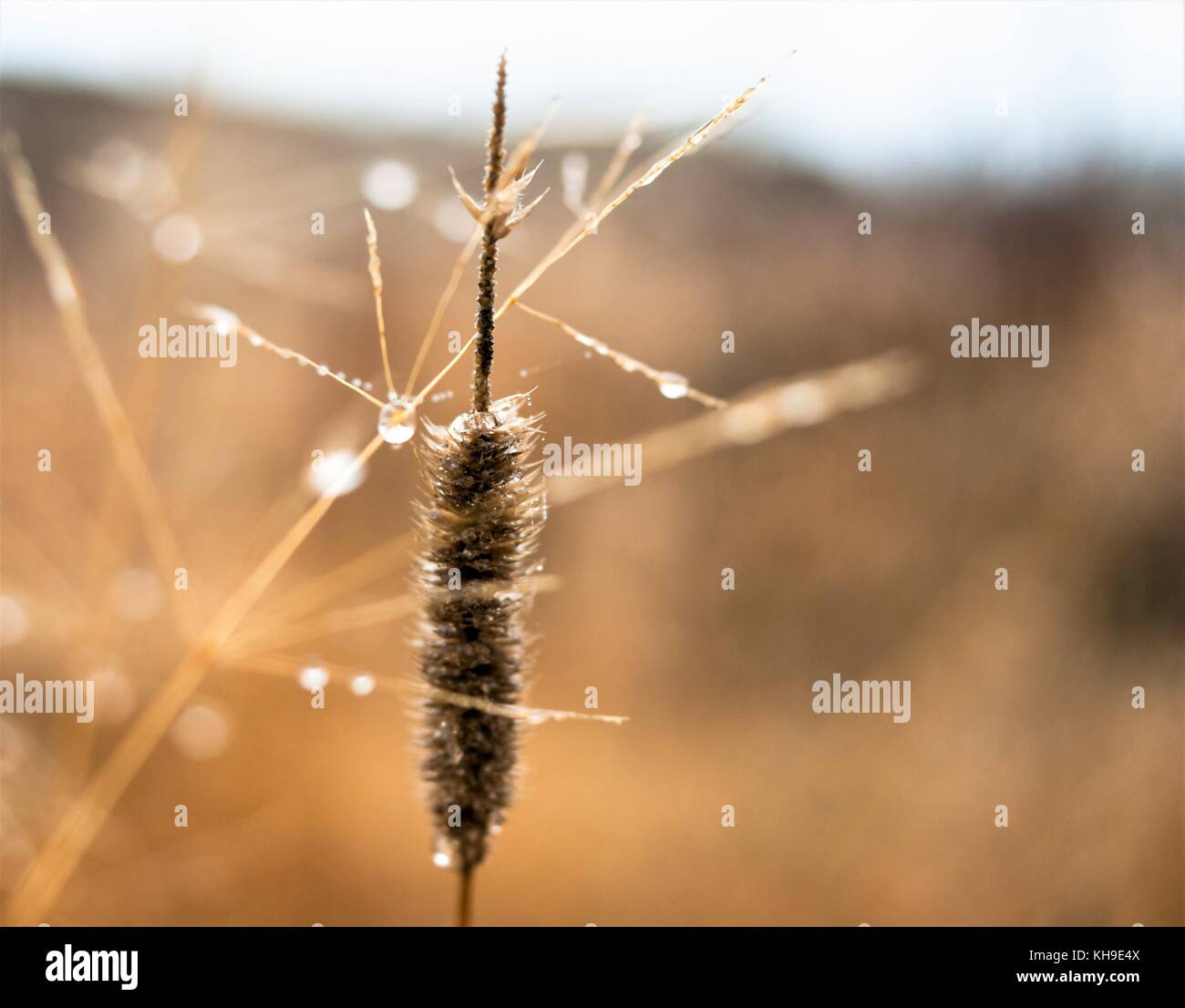 Wechsel der Jahreszeiten Konzept: Nebel Tröpfchen auf der blass gelb Gras, Schilf in den späten Herbst morgen Stockfoto