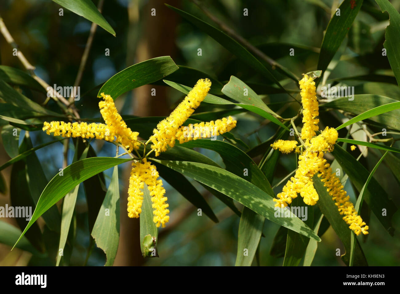 Akazie gelb Blumen und Sonnenschein im Herbst morgen Stockfoto