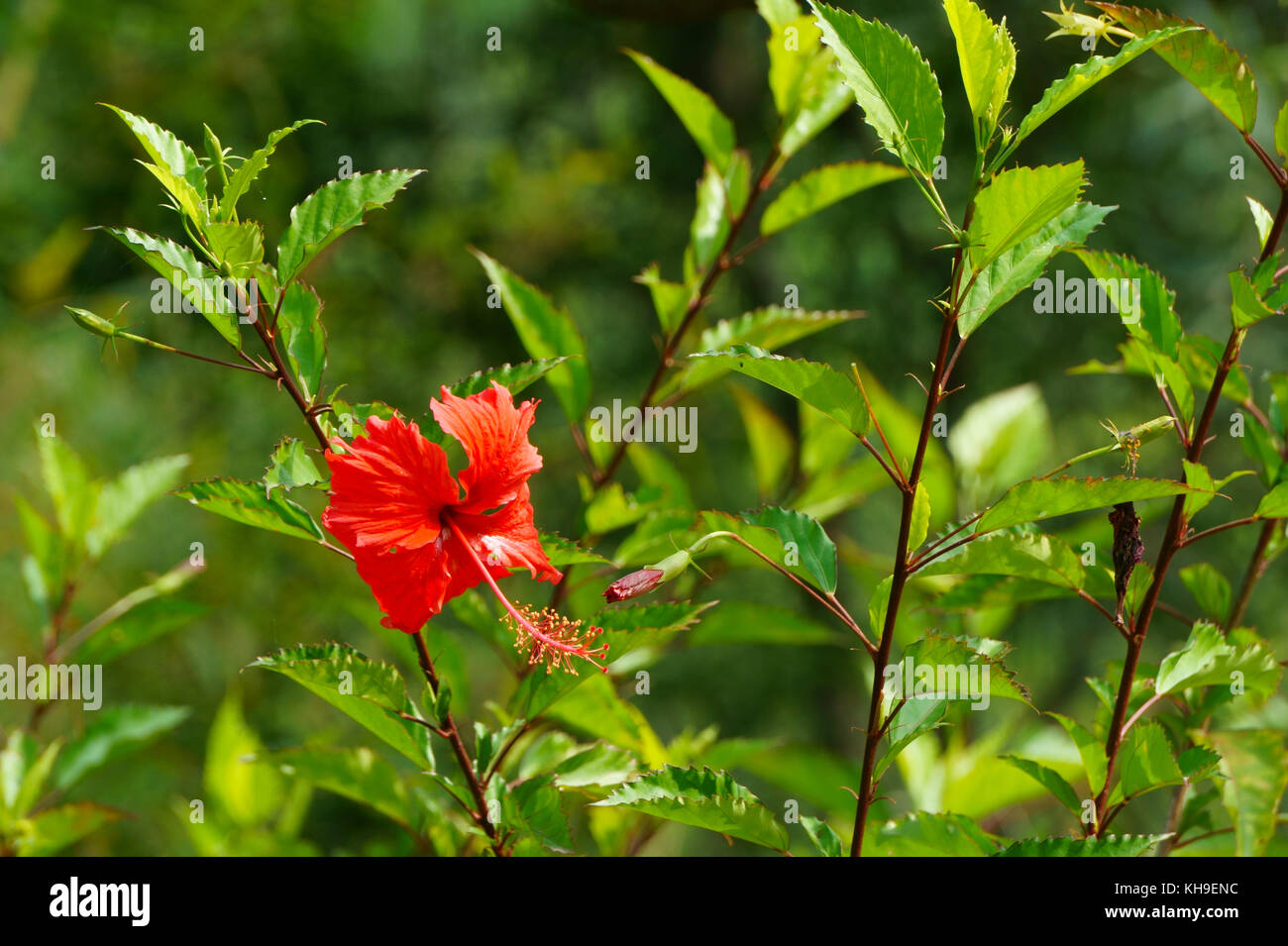 Hibiskus Blume blüht in den frühen Sonnenschein Stockfoto