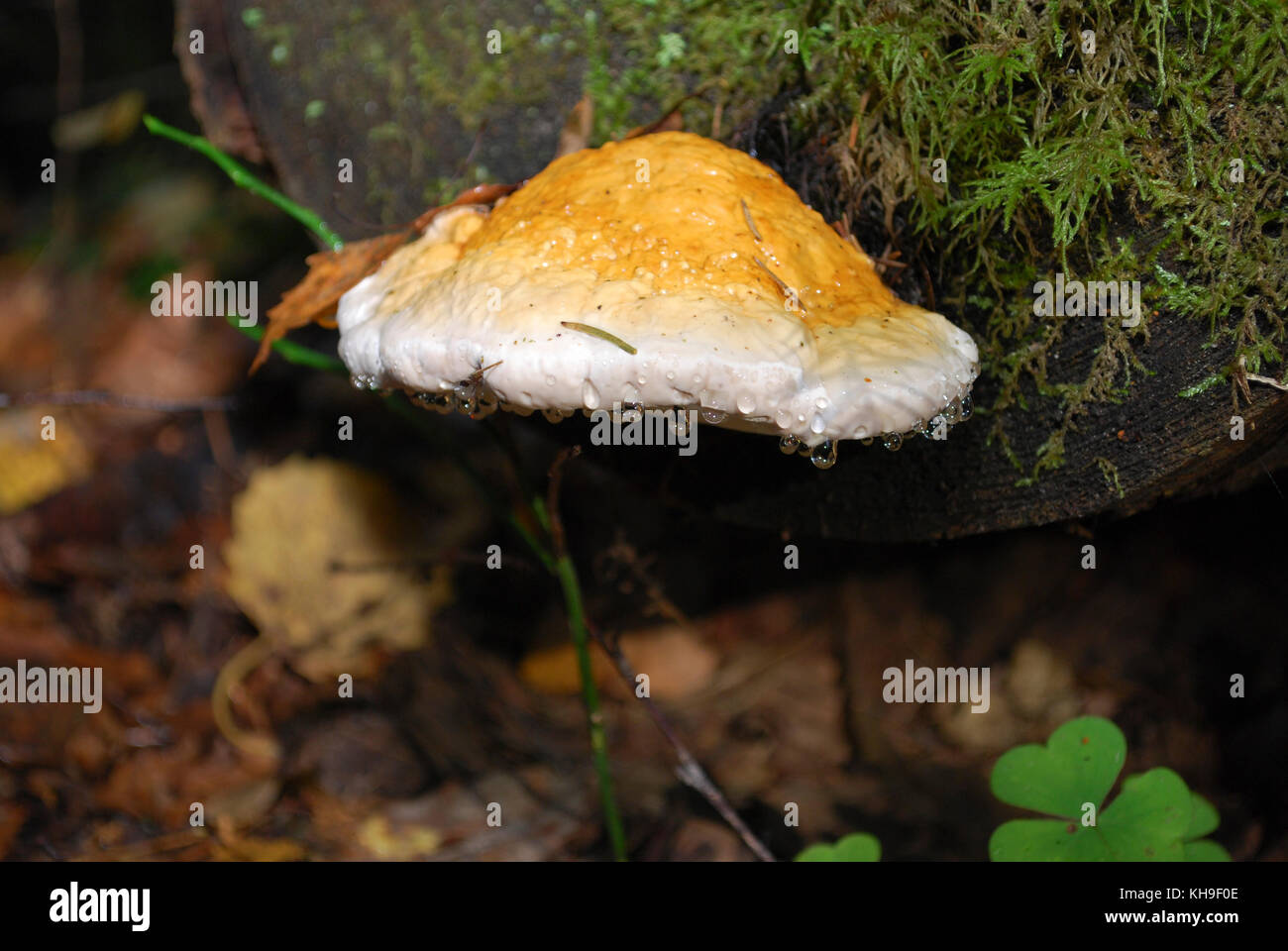 Conk Fomitopsis pinicola Pilz wachsen auf dem Baum, Wasser fällt nach Regen. Stockfoto