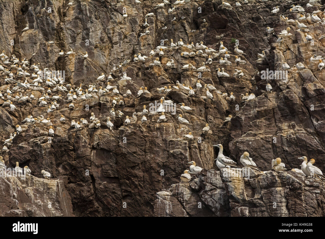 Eine Brutkolonie der Baßtölpel auf Bass Rock, Schottland. Die größten Seevögel in Europa Stockfoto