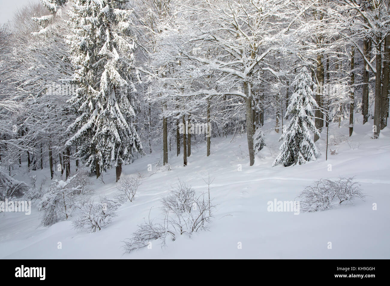 Niederlassungen der Buche (Fagus sylvatica) und Fichten, beladen mit frischem Schnee nach Schneefall im Winter Stockfoto