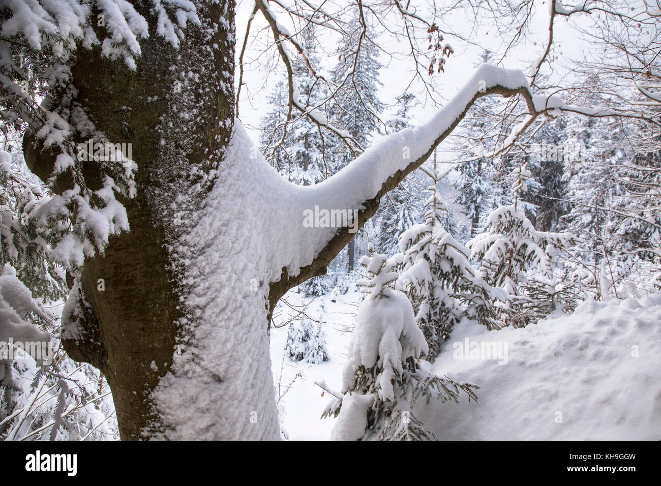 Zweig der Buche (Fagus sylvatica), beladen mit Schnee nach Schneefall im Mischwald im Winter Stockfoto
