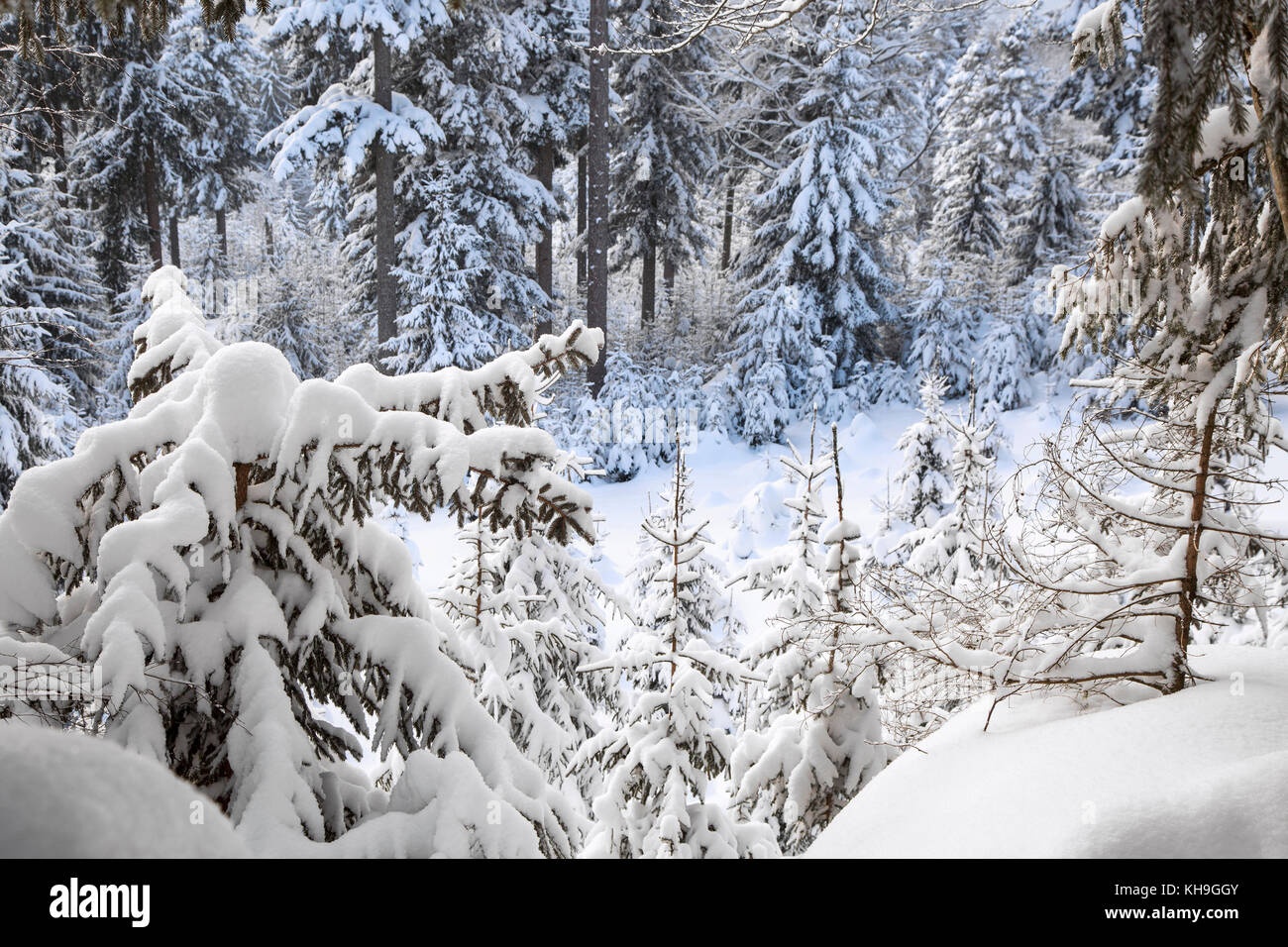 Zweigniederlassungen von Fichten, beladen mit Schnee Schnee im Mischwald Dusche im Winter Stockfoto