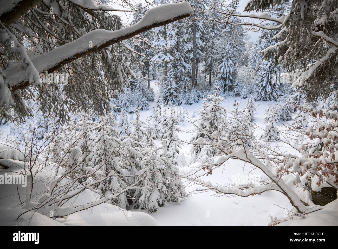 Niederlassungen der Buche (Fagus sylvatica), beladen mit Schnee nach Schneefall im Mischwald im Winter Stockfoto