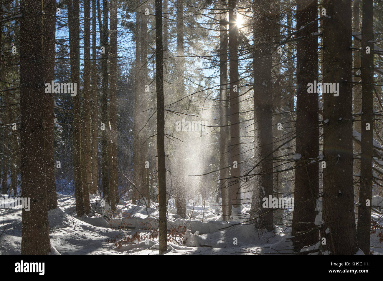 Schnee fällt von Zweige von Bäumen im Nadelwald Fichte vom Windstoß im Winter durchgebrannt Stockfoto