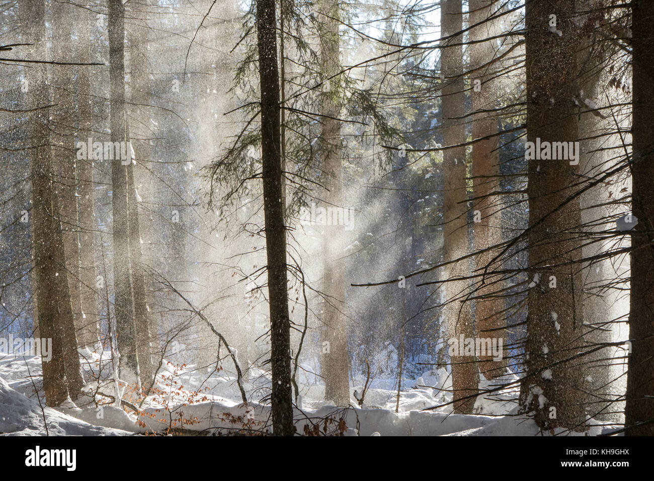 Schnee fällt von Zweige von Bäumen im Nadelwald Fichte vom Windstoß im Winter durchgebrannt Stockfoto