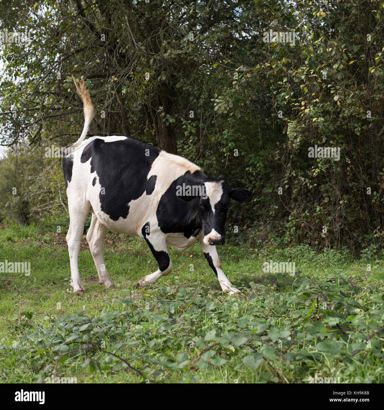 Holstein friesian rinder -Fotos und -Bildmaterial in hoher Auflösung ...