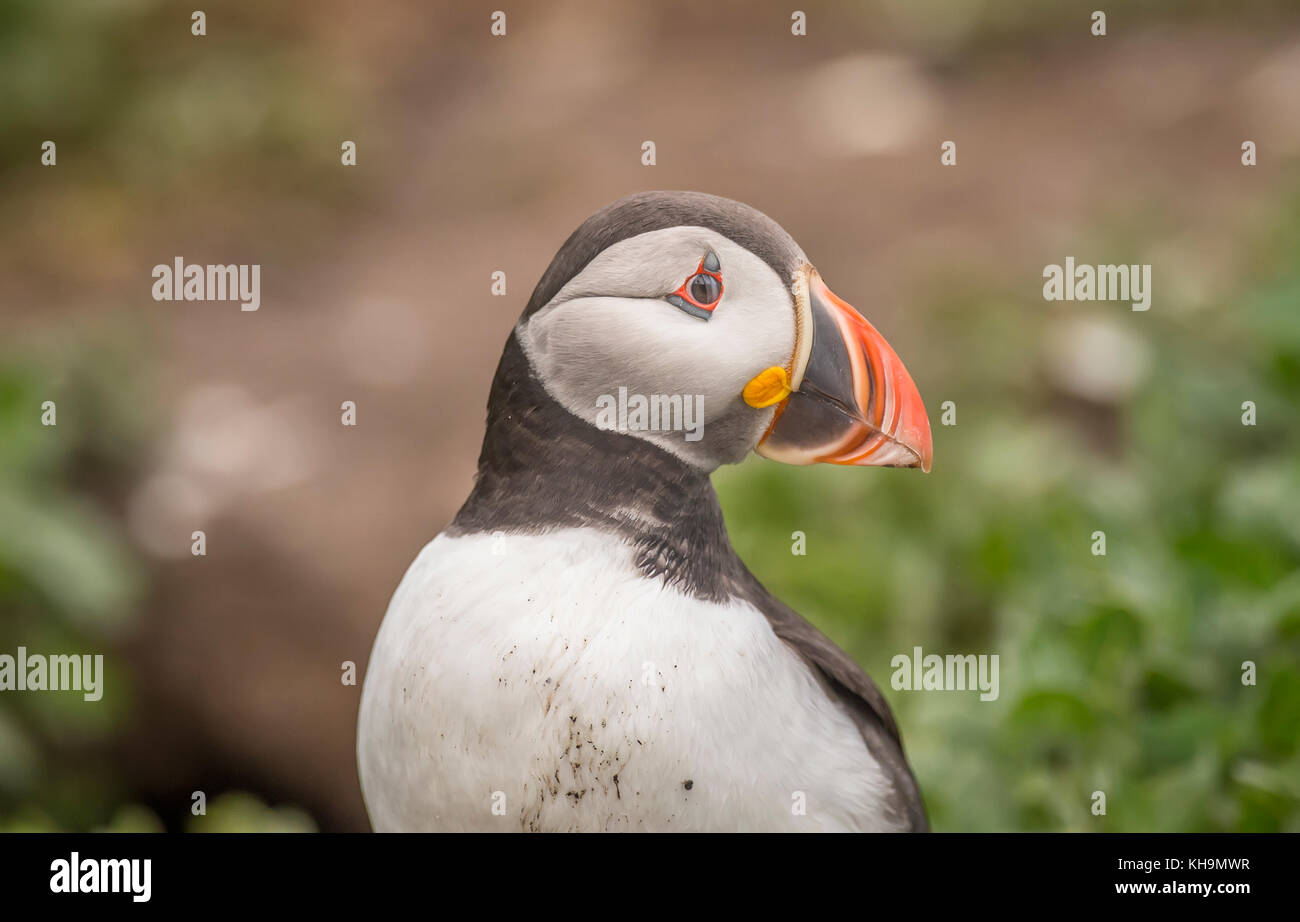 Puffin, Fratercula arctica, Portraitfotos, bis auf das Gras auf den Inneren Farne in Northumberland in England schließen Stockfoto