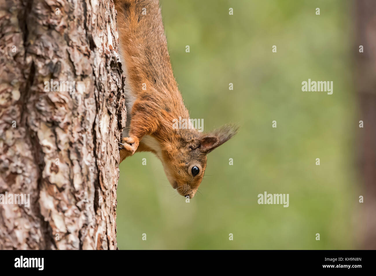 Eichhörnchen auf der Seite von einem Baum gehockt Stockfoto