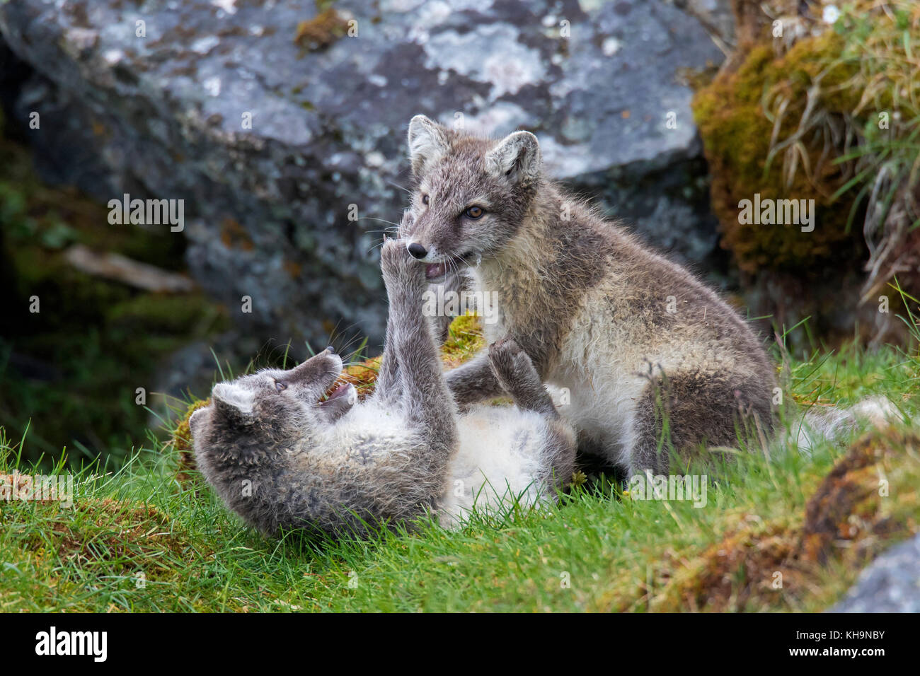 Arctic fox/weiß Fox/polar Fox/Schnee Fuchs (Vulpes lagopus/alopex lagopus) zwei Sätze spielen an den Eingang in der Tundra im Sommer kämpfen Stockfoto