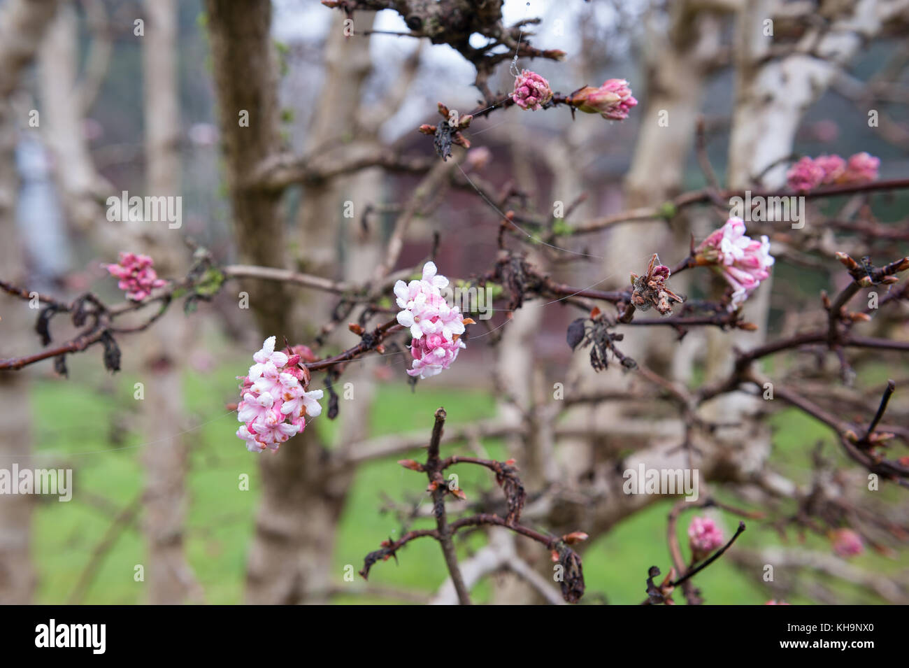 Viburnum x Bodnantense oder Dawn sehr geliebt Winter blühende