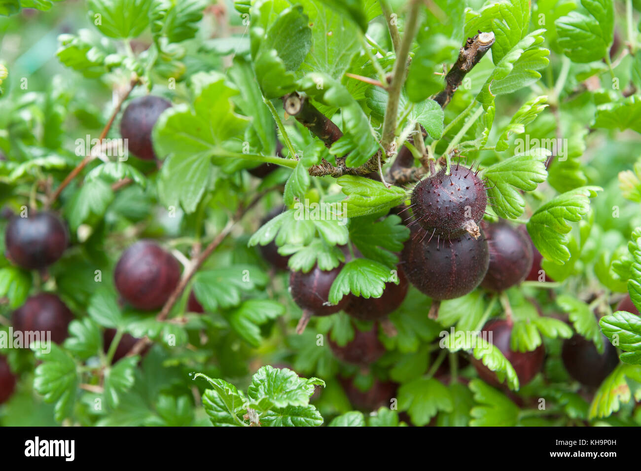 Extrem Reif Saftig Saftig Roten Stachelbeeren Goosegogs Hinno Rote
