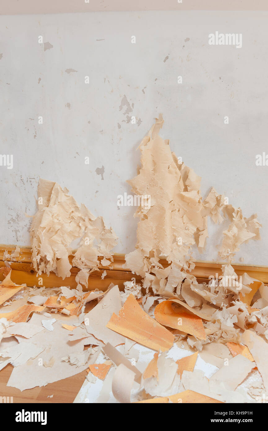 Hartnäckige schwierig Wallpaper benötigen eine gute, bevor Sie versuchen, aus Emulsion lackiert Gipskartonplatten Frage der Heimwerker im Haus zu kratzen Tränken zu entfernen. Stockfoto