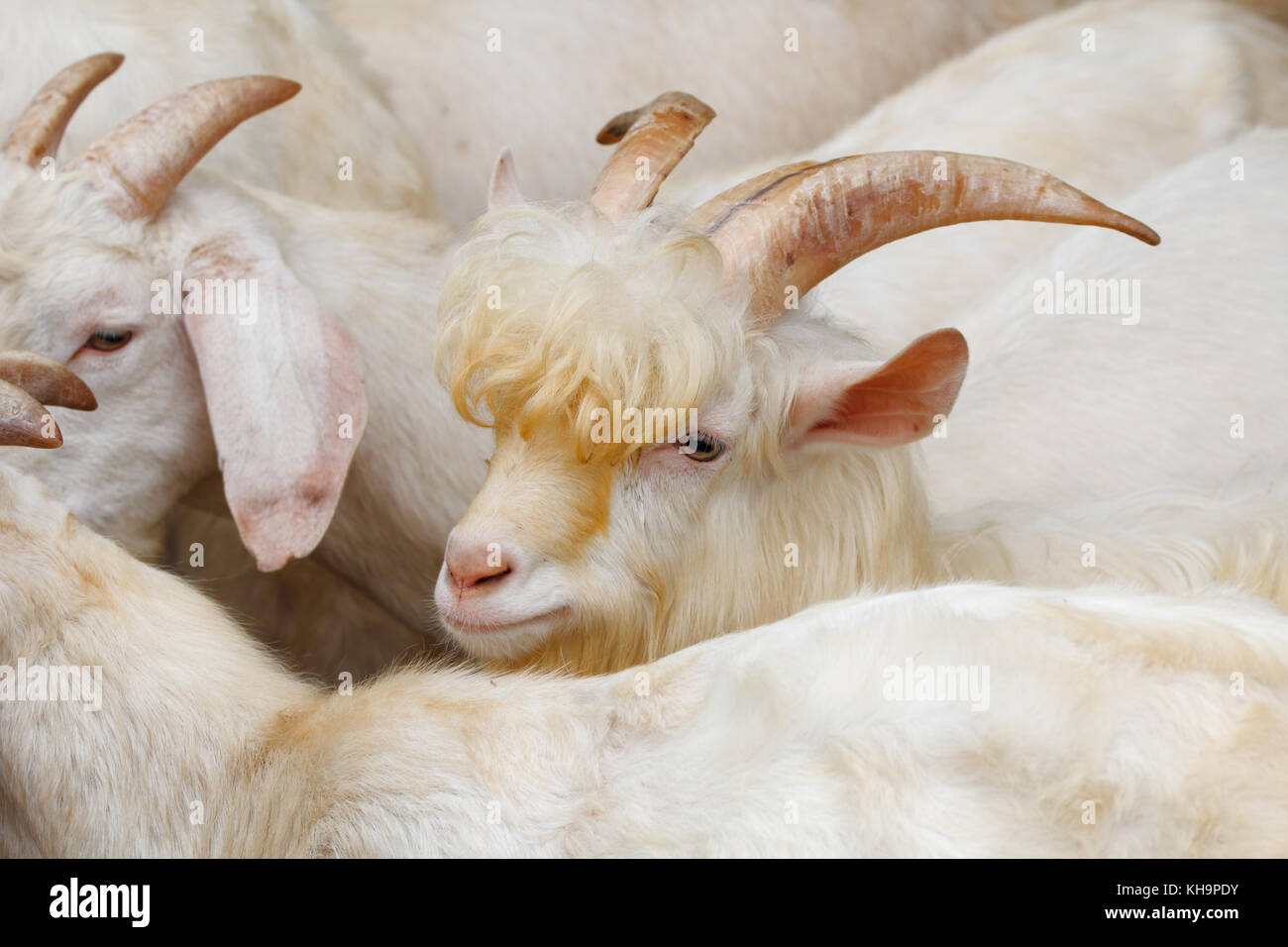 Saanen Ziegen: ein berühmter inländischen Ziege Rasse für Milcherzeuger aus der Schweiz Stockfoto