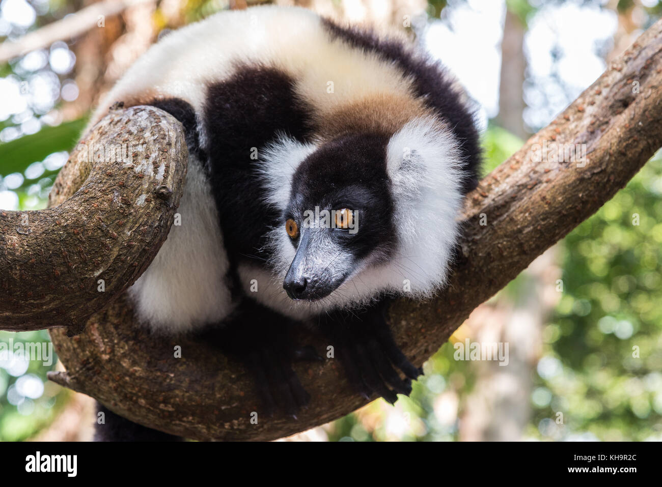 Lemur. Madagaskar, Afrika Stockfoto