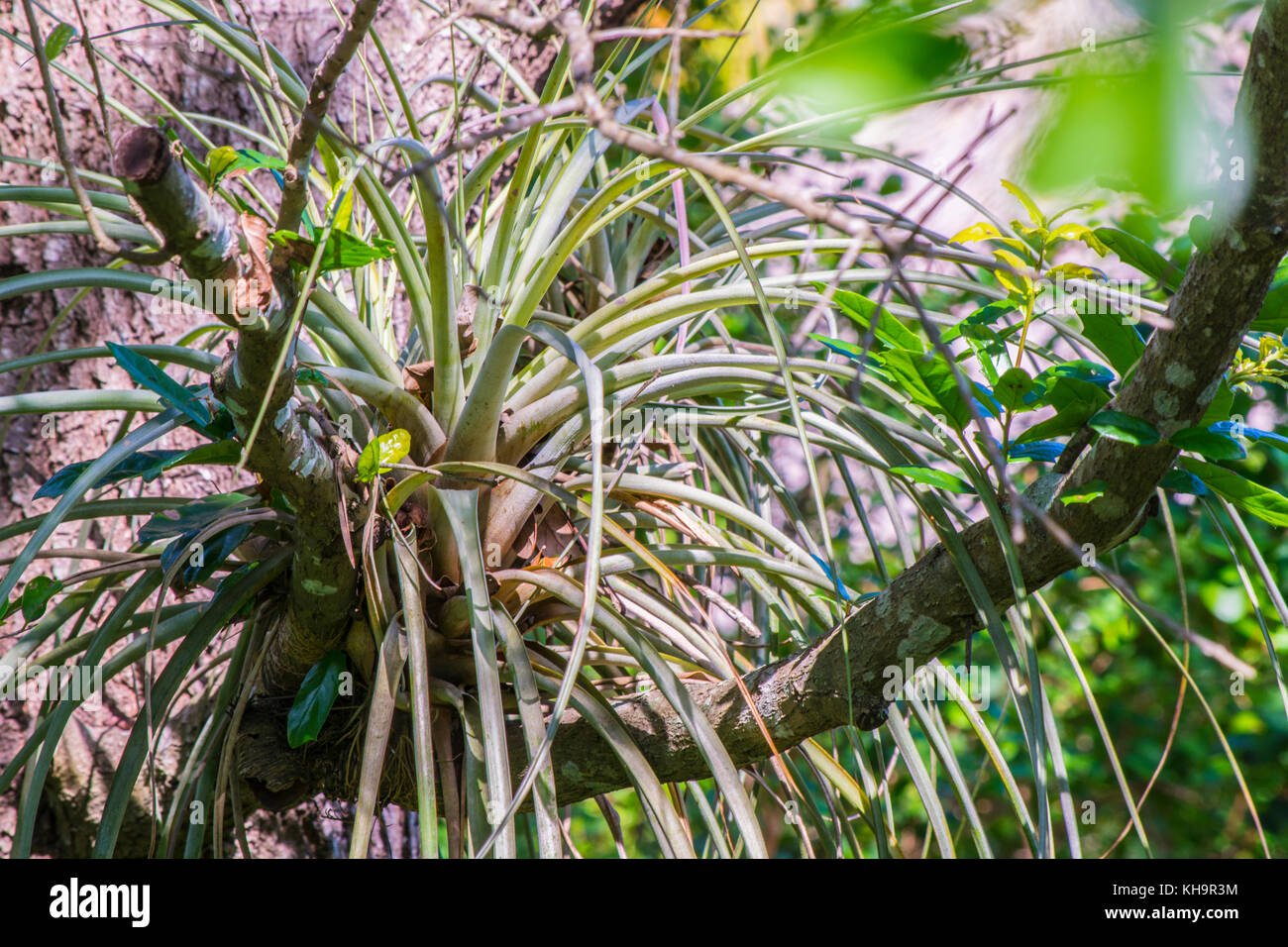 Die Schönheit der Natur Stockfoto