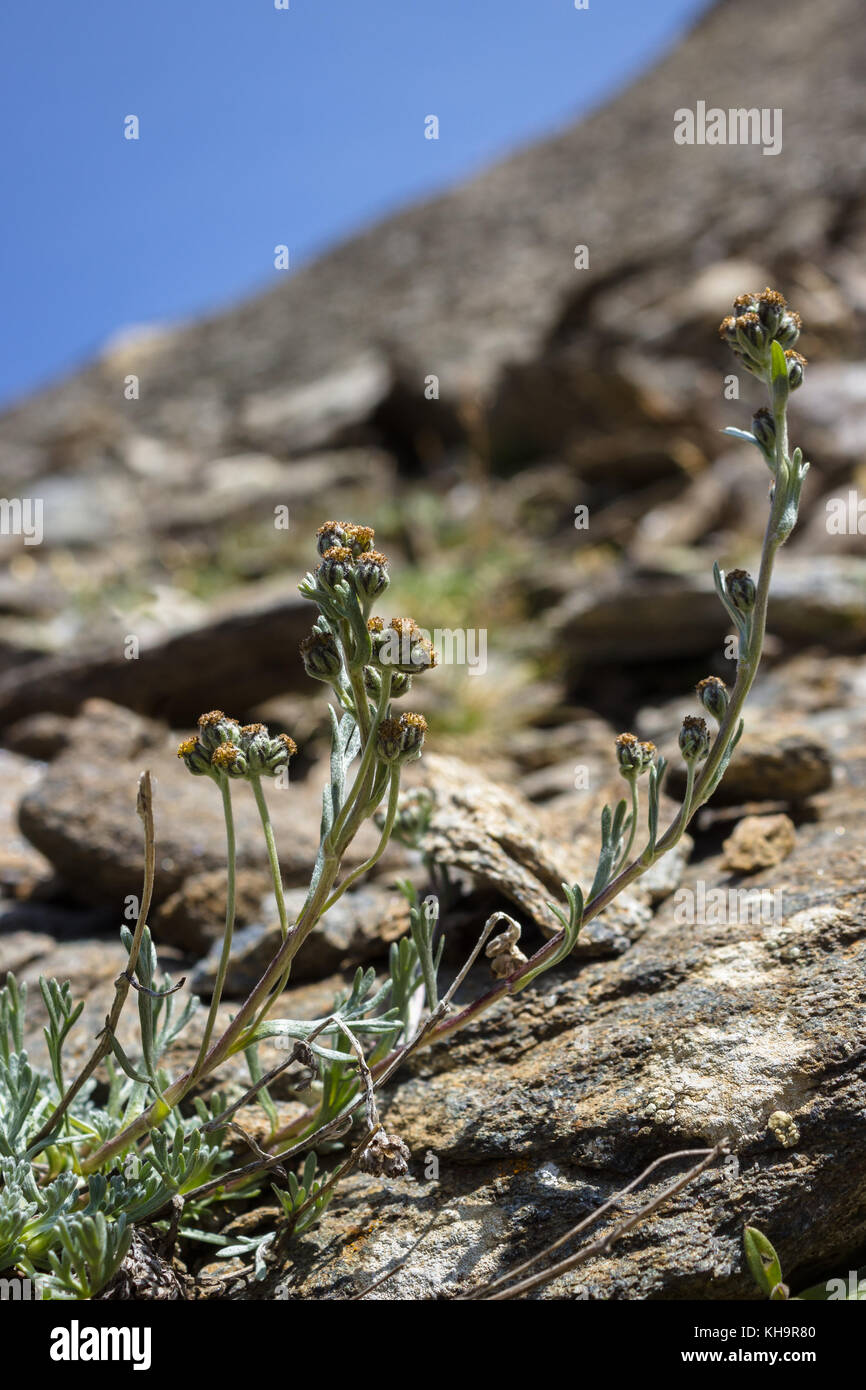 Alpine Wildblume Artemisia Umbelliformis (Alpenwermholz oder weiß genepì) . Aromatische Pflanze. Stockfoto