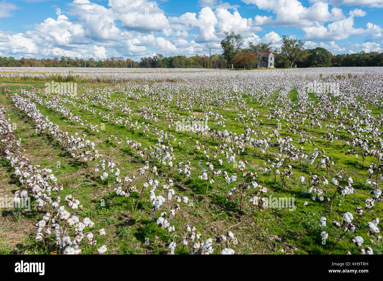 Cotton Field bei der Ernte Stockfoto
