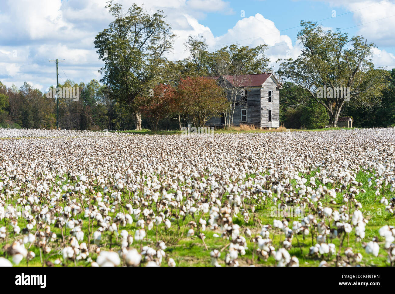 Cotton Field bei der Ernte Stockfoto