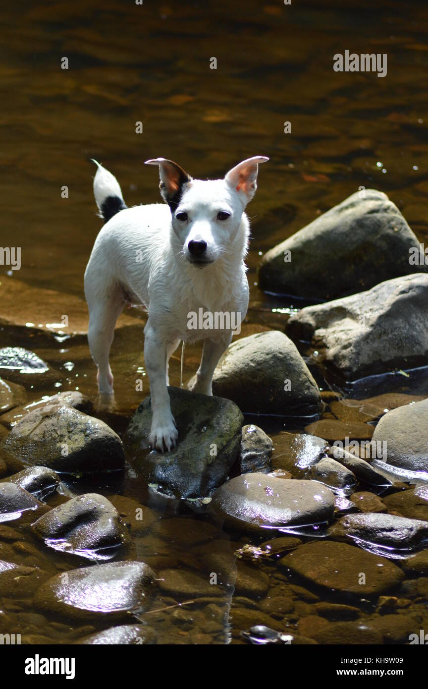 Jack Russell in Fluss Stockfoto