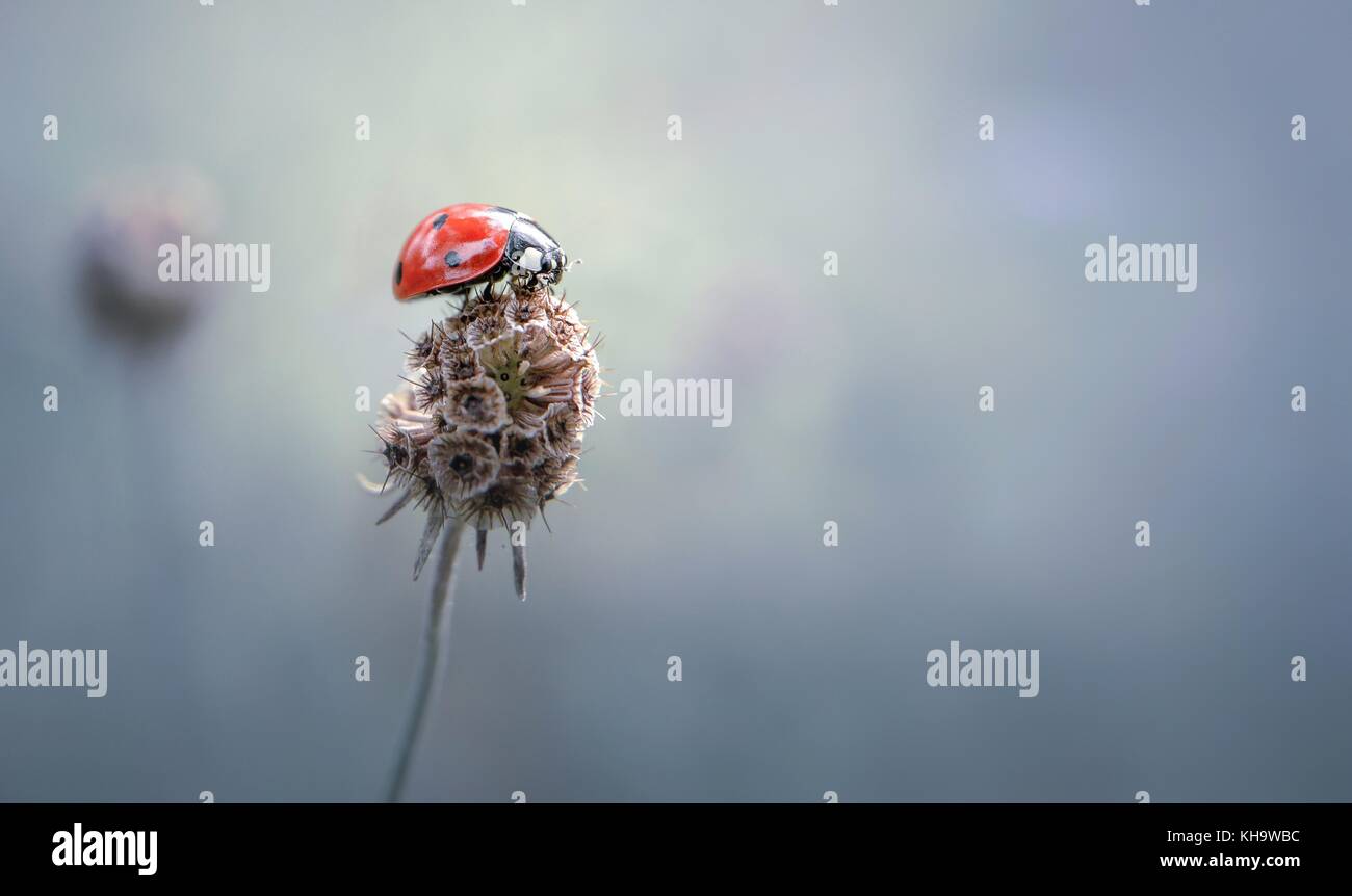 Lady bug allein Stockfoto