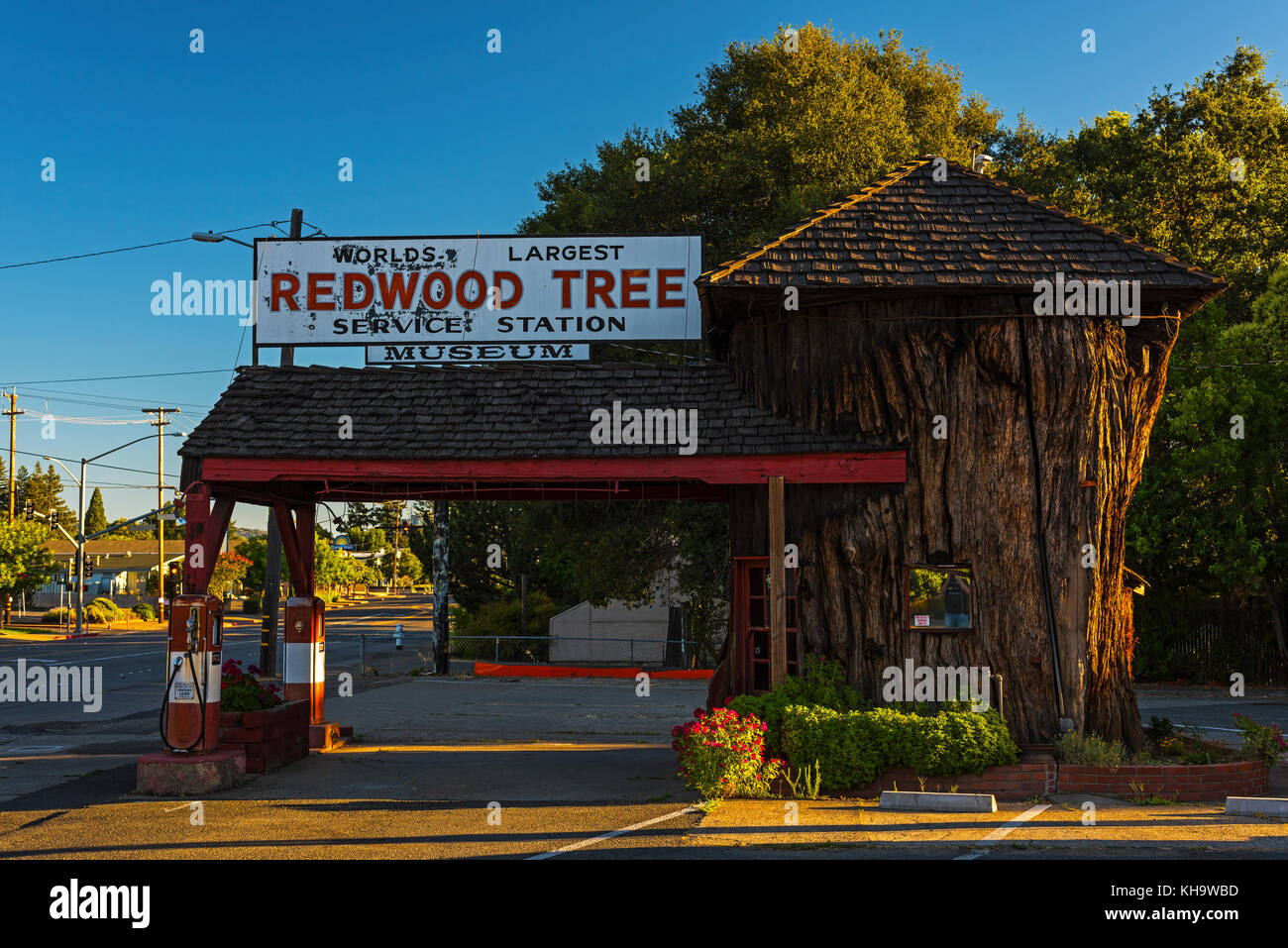 Foto Redwood Tree Museum Welten Baum größte ukiah Mendocino County Nordkalifornien, rot-weiß gestreifte antiken Gaspumpen Magic Hour Stockfoto