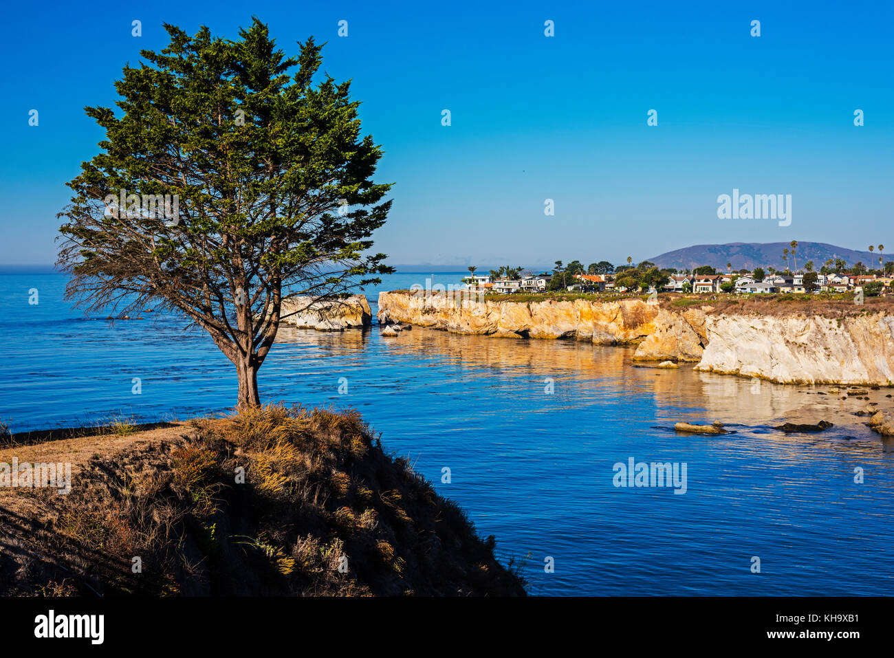 Foto Landschaft reisen Fotografie Pine Tree cliff Pismo Beach Ocean Kalifornien Stockfoto