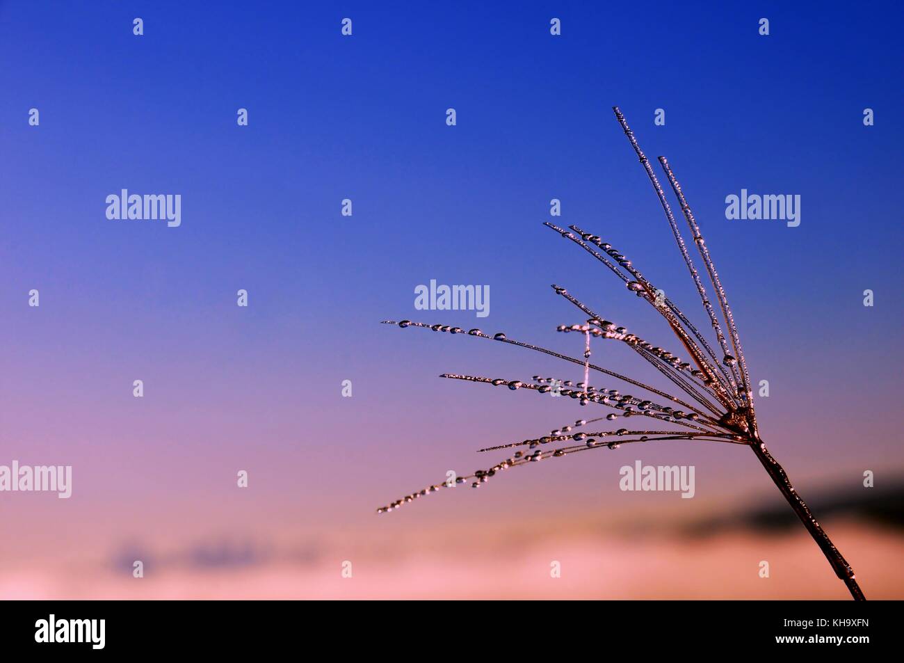 'Morning Pearl' in der Nähe von Gras mit morgen Wassertropfen schlagen mit goldenen Sonnenstrahlen Geben golden touch in sauberem und blauer Himmel. Stockfoto
