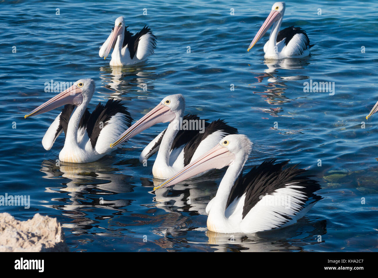 Eine Gruppe Pelikane im Emu Bay, Kangaroo Island in South Australia. Stockfoto