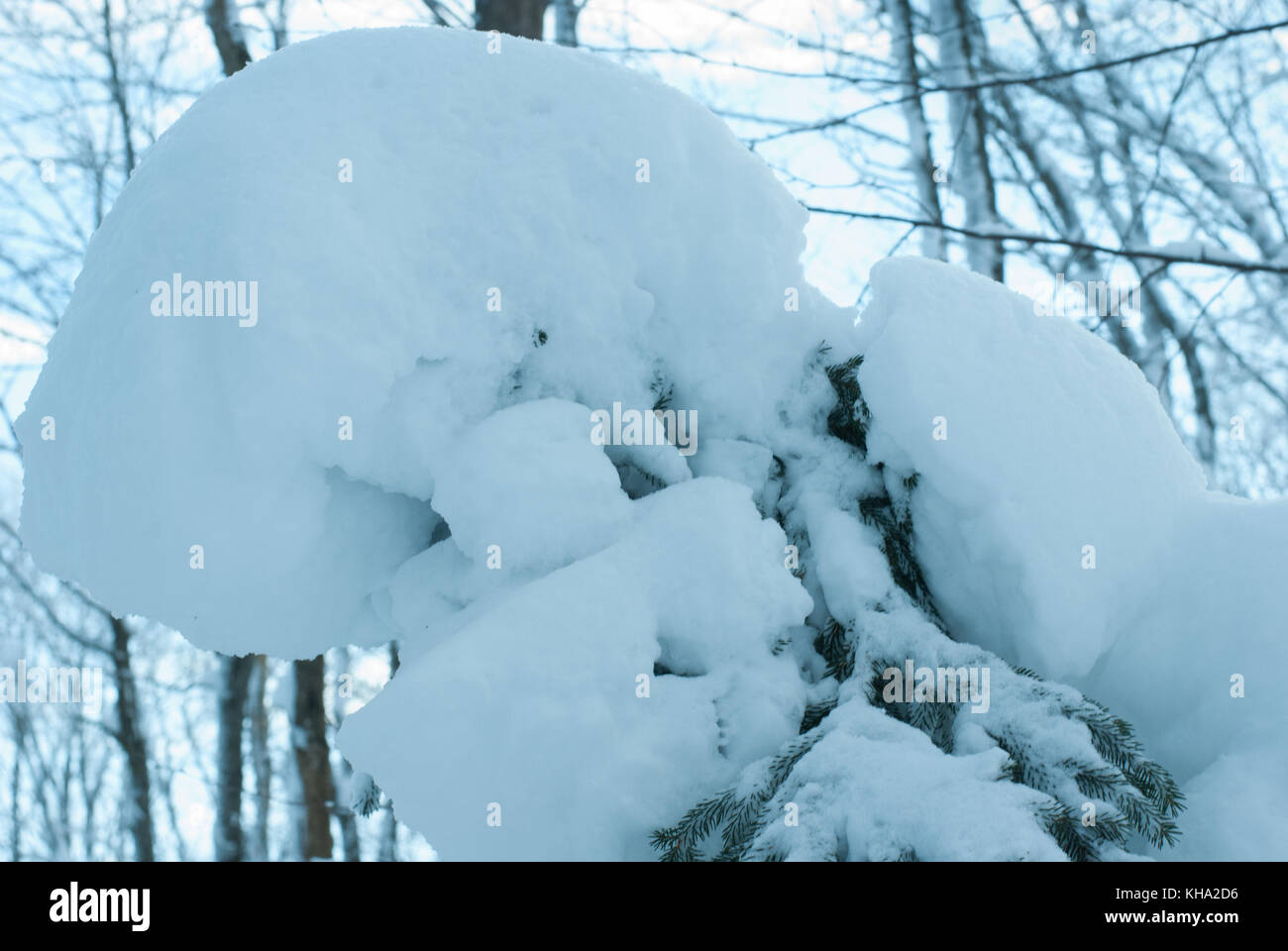 Winterlandschaft - Bäume, bedeckt mit Pulverschnee nach Schneefall Stockfoto