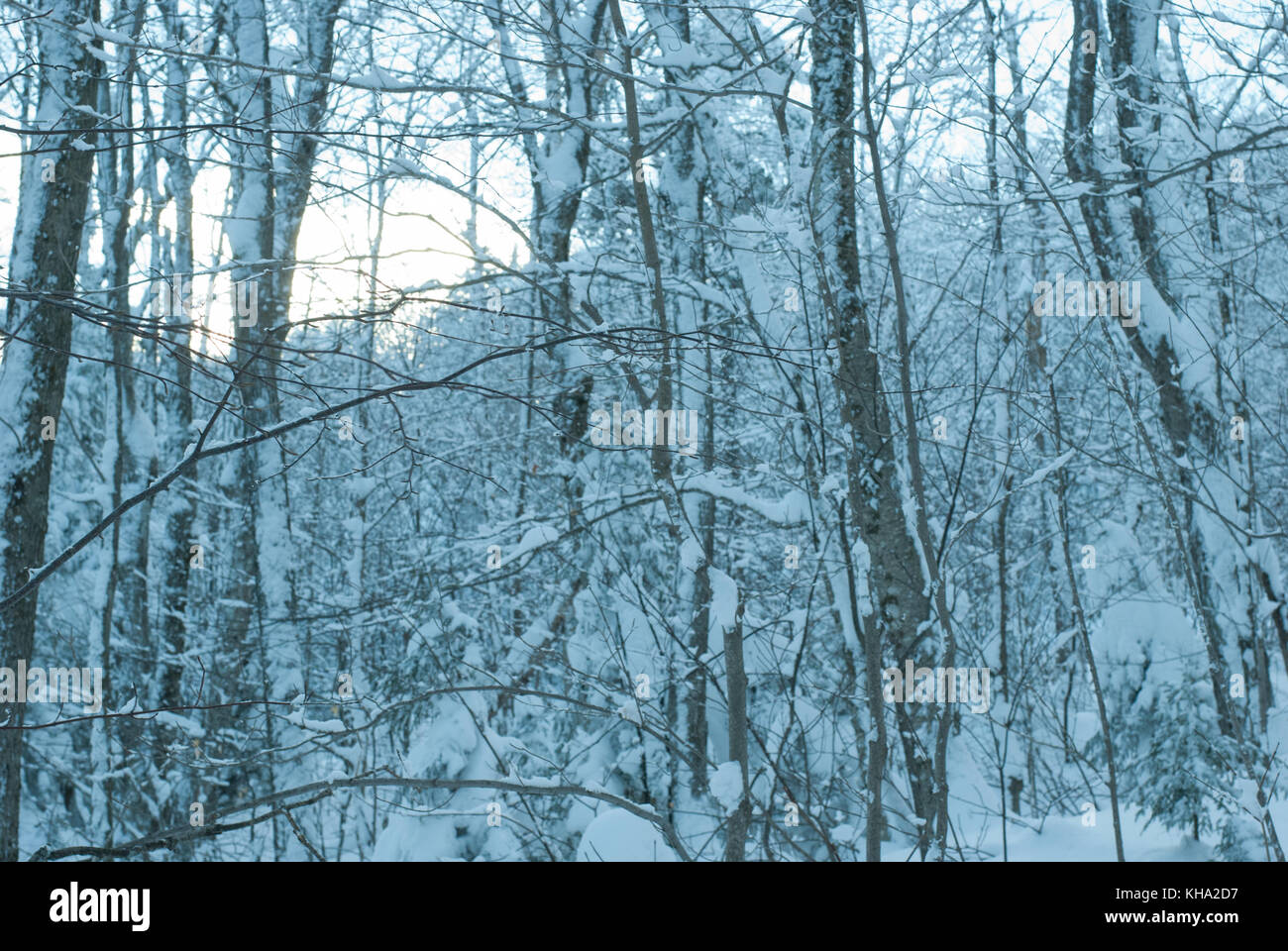 Winterlandschaft - Bäume, bedeckt mit Pulverschnee nach Schneefall Stockfoto